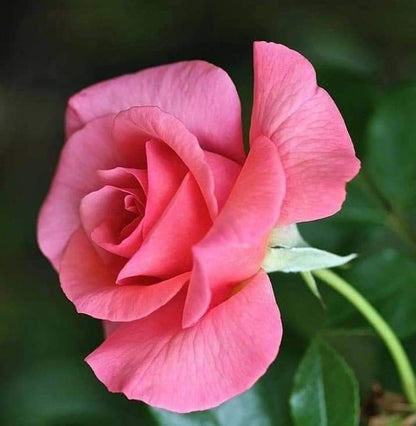 Pink Rose Flower Seeds for Planting