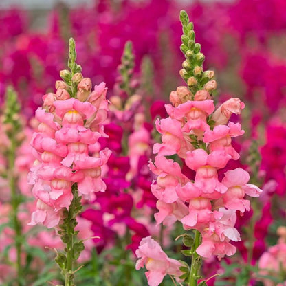 Snapdragon Flower seeds for Planting Colorful Display Heirloom & GMO Free Seeds for Home Garden