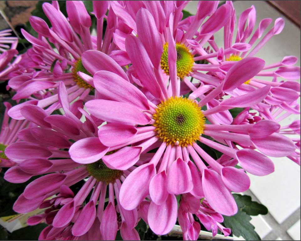 Pink Spoon Mum Flower seeds for Planting Colorful Display, Heirloom & GMO Free Seeds for Home Garden seeds for planting