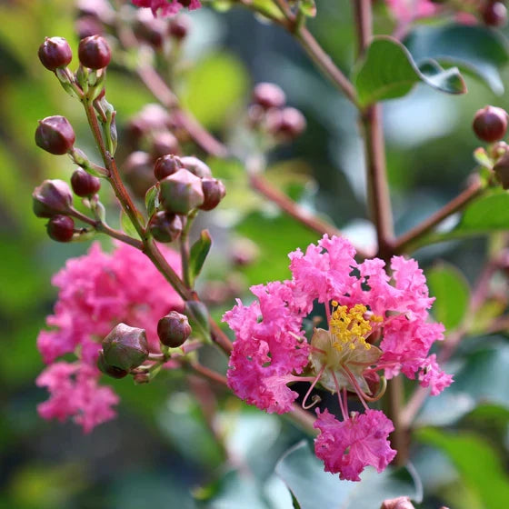 Pink Crape Myrtle Flower seeds for Planting Garden Favorite, Heirloom & GMO Free Seeds for Home Garden seeds for home gardening