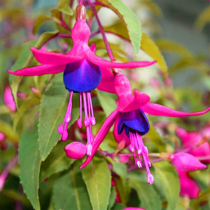Pink Violet Fuchsia Flower Seeds for Vibrant Garden Planting