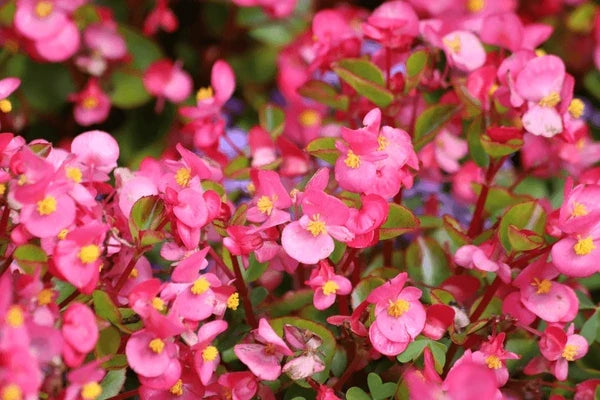 Burgundy Begonia Flower seeds for Planting Easy to Grow, Heirloom & GMO Free Seeds for Home Garden vegetable and garden seeds