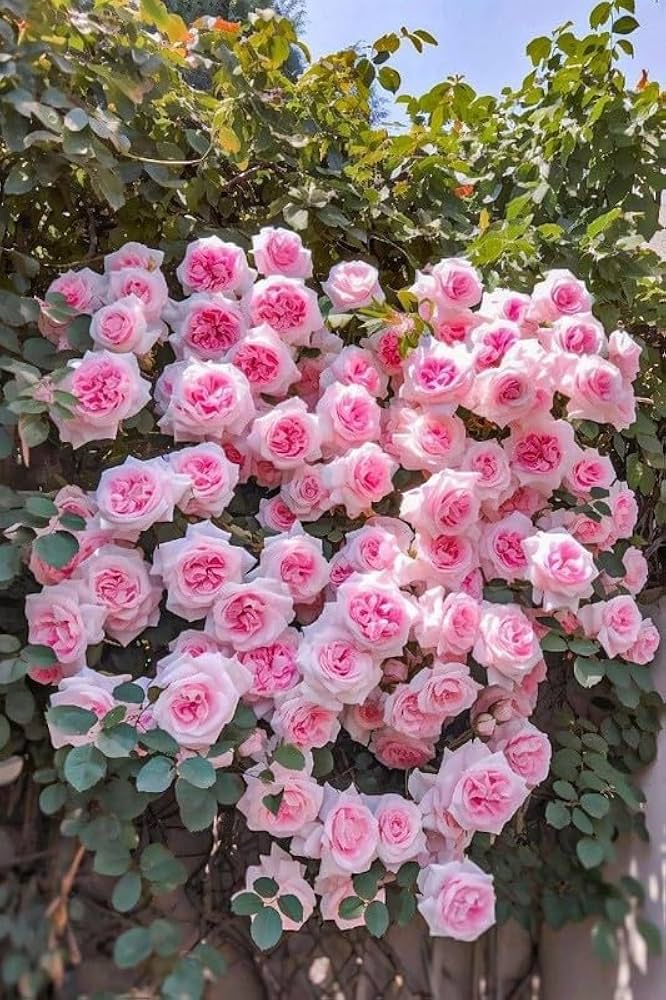 Pink and White Climbing Rose Seeds for Planting