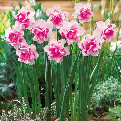 Pink & White Daffodil Flower Seeds for Planting