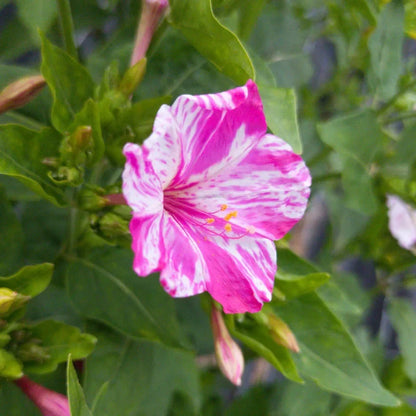 Pink & White Mirabilis Flower Seeds for Planting