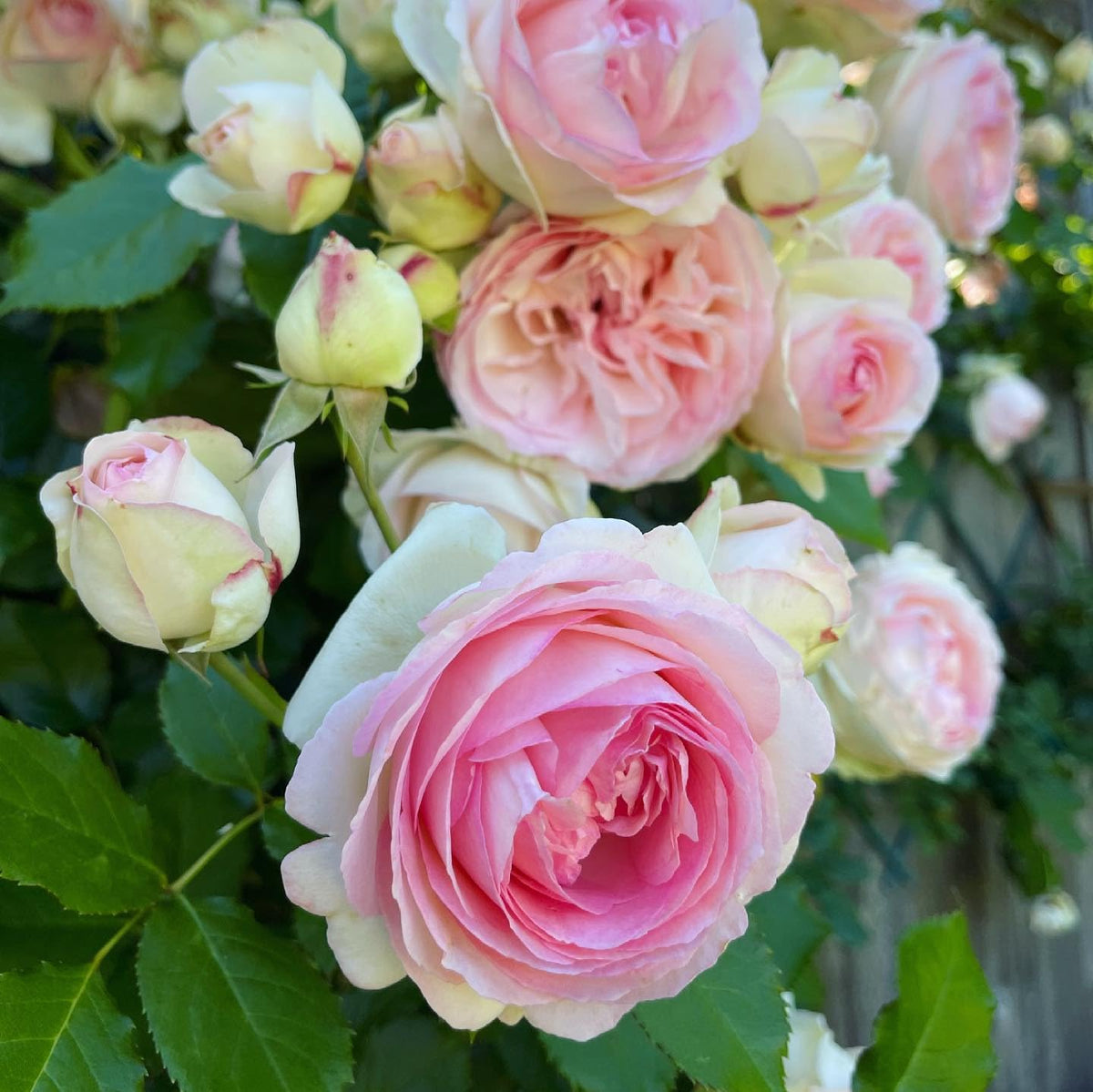 Pink and White Rose Plants in Full Bloom