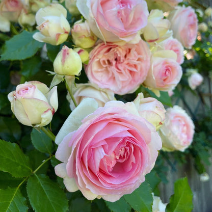 Pink and White Rose Plants in Full Bloom