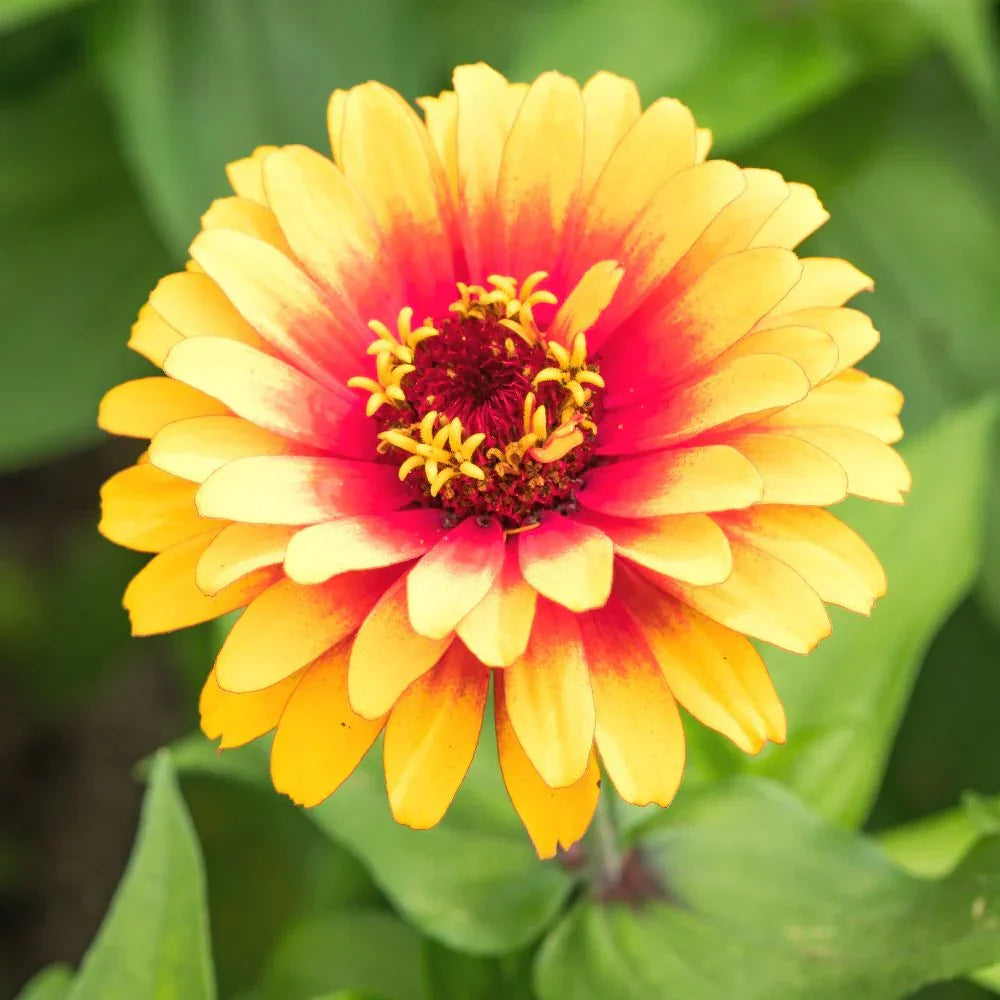 Pink & Yellow Zinnia Flower Seeds for Planting