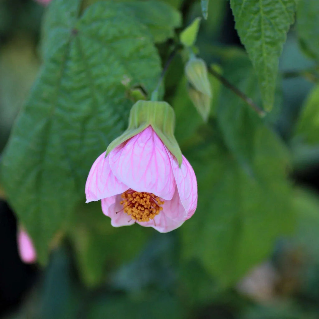 Premium Abutilon Bella Flower seeds for Planting Hardy Variety, Heirloom & GMO Free Seeds for Home Garden seeds