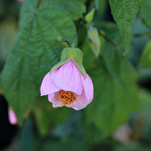 Premium Abutilon Bella Flower seeds for Planting Hardy Variety, Heirloom & GMO Free Seeds for Home Garden seeds