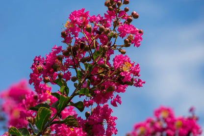 Myrtle Flower seeds for Planting Drought Tolerant Heirloom & GMO Free Seeds for Home Garden