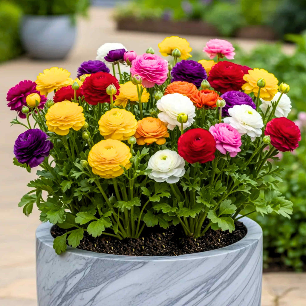 Premium Mixed Ranunculus Flower seeds for Planting Drought Tolerant, Heirloom & GMO Free Seeds for Home Garden seeds