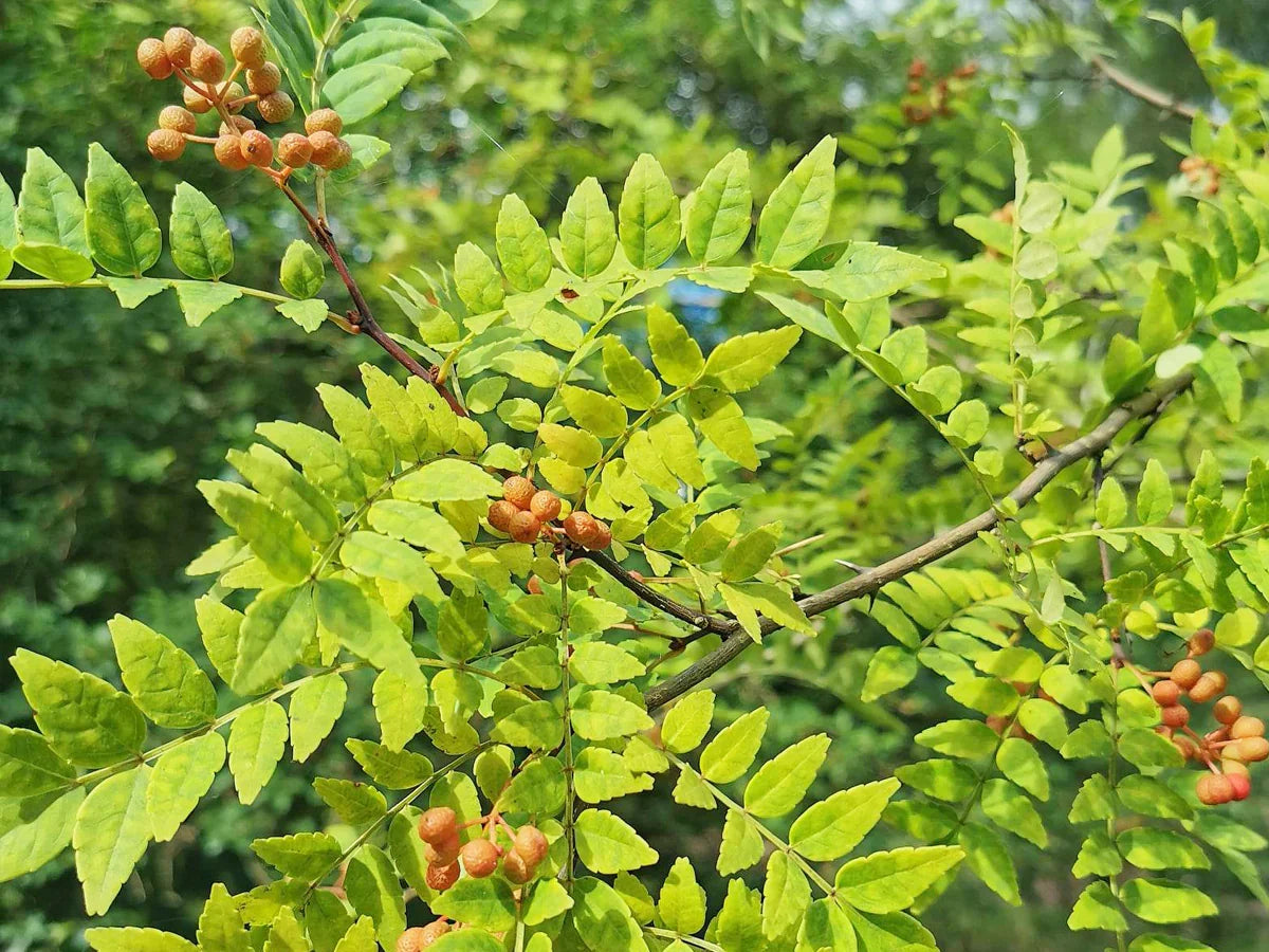 Brown Zanthoxylum Flower seeds for Planting Wildflower Mix, Heirloom & GMO Free Seeds for Home Garden Sale vegetable and garden seeds