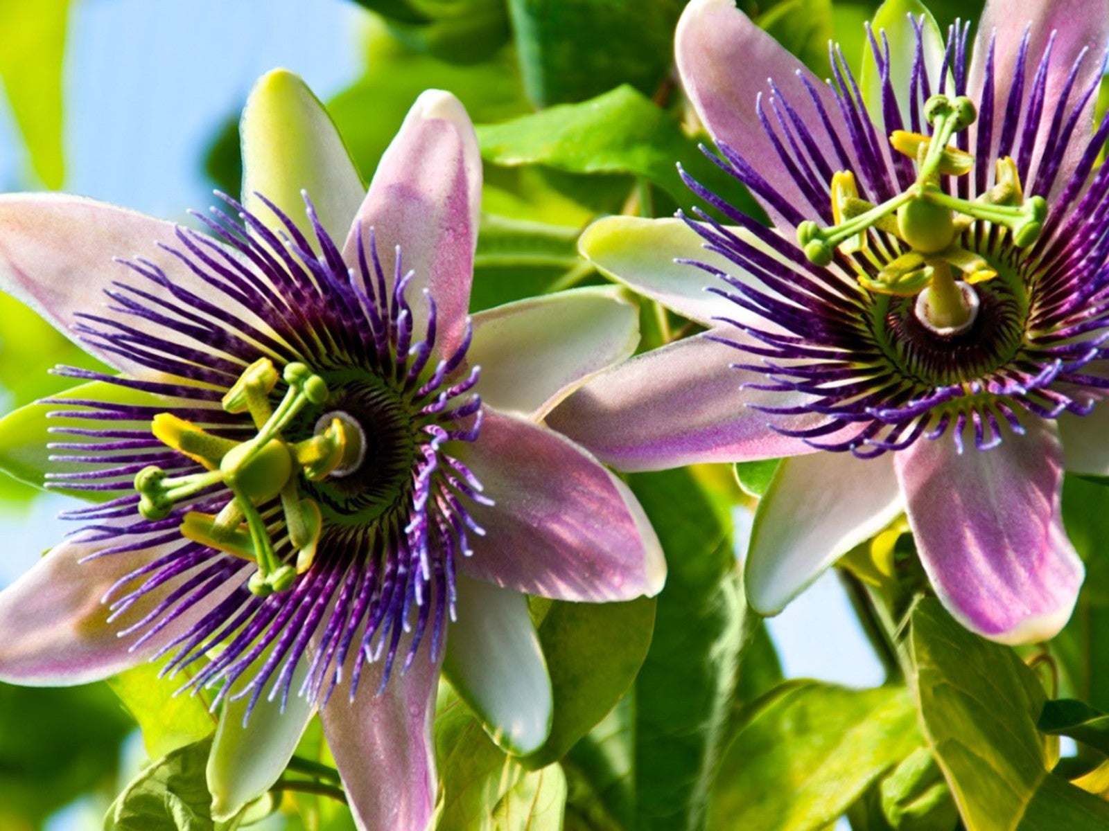 Close-up of Pista Green Passiflora flower