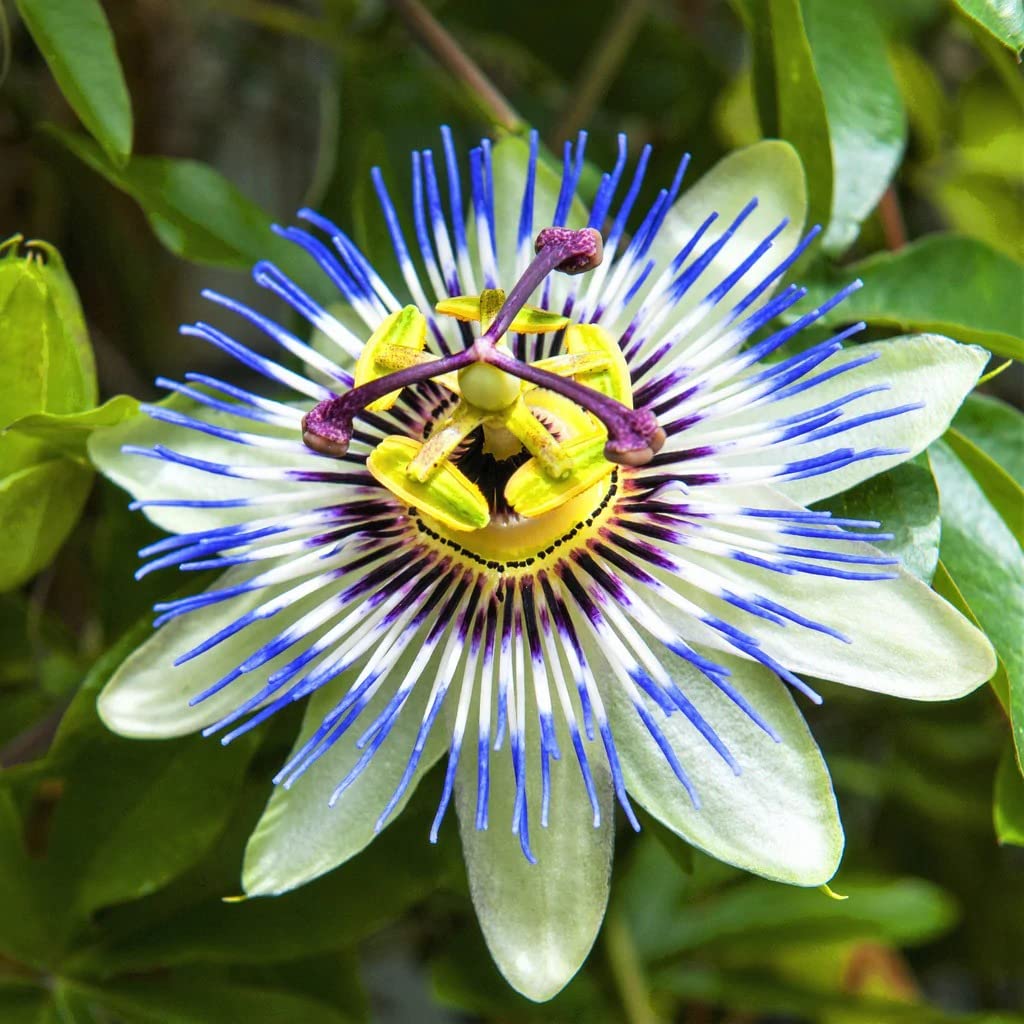 Pista Green Passion Flower Seeds for Planting