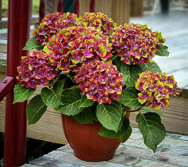 Premium Green Red Hydrangea Flower seeds for Planting Low Maintenance, Heirloom & GMO Free Seeds for Home Garden seeds