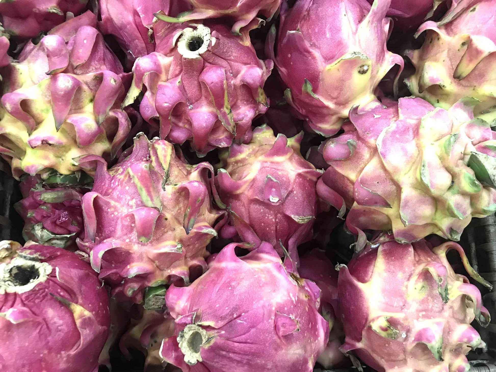 Pitaya cactus with large white night-blooming flowers