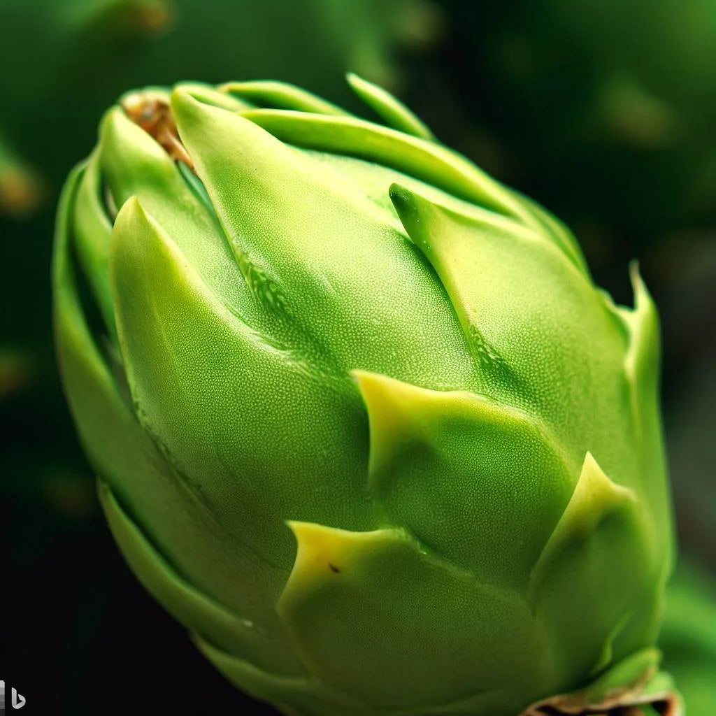 Pitaya Dragon Fruit Seeds Parrot Green variety planting guide