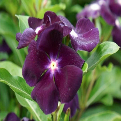 Vinca (Vinca Flower) seeds for planting in home garden