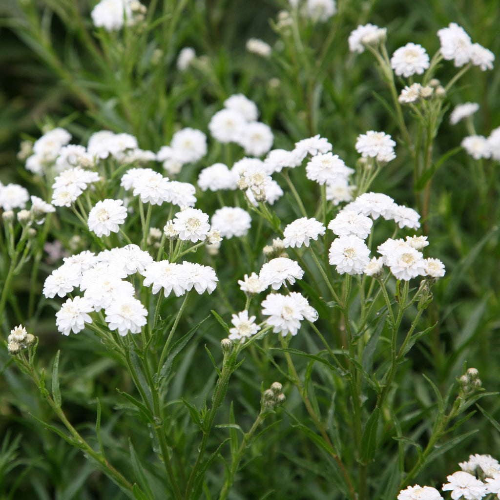 White Ptarmica Flower seeds for Planting Vibrant Colors, Heirloom & GMO Free Seeds for Home Garden Sale vegetable and garden seeds