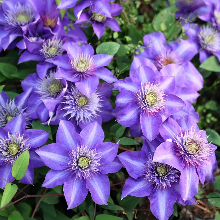 Blue Clematis Flower seeds for Planting Cut Flower Favorite, Heirloom & GMO Free Seeds for Home Garden vegetable and garden seeds