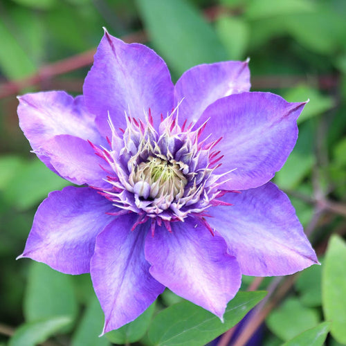Premium Blue Clematis Flower seeds for Planting Cut Flower Favorite, Heirloom & GMO Free Seeds for Home Garden seeds