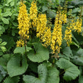 Yellow Ligularia Flower seeds for Planting Bright Blooms, Heirloom & GMO Free Seeds for Home Garden seeds for planting