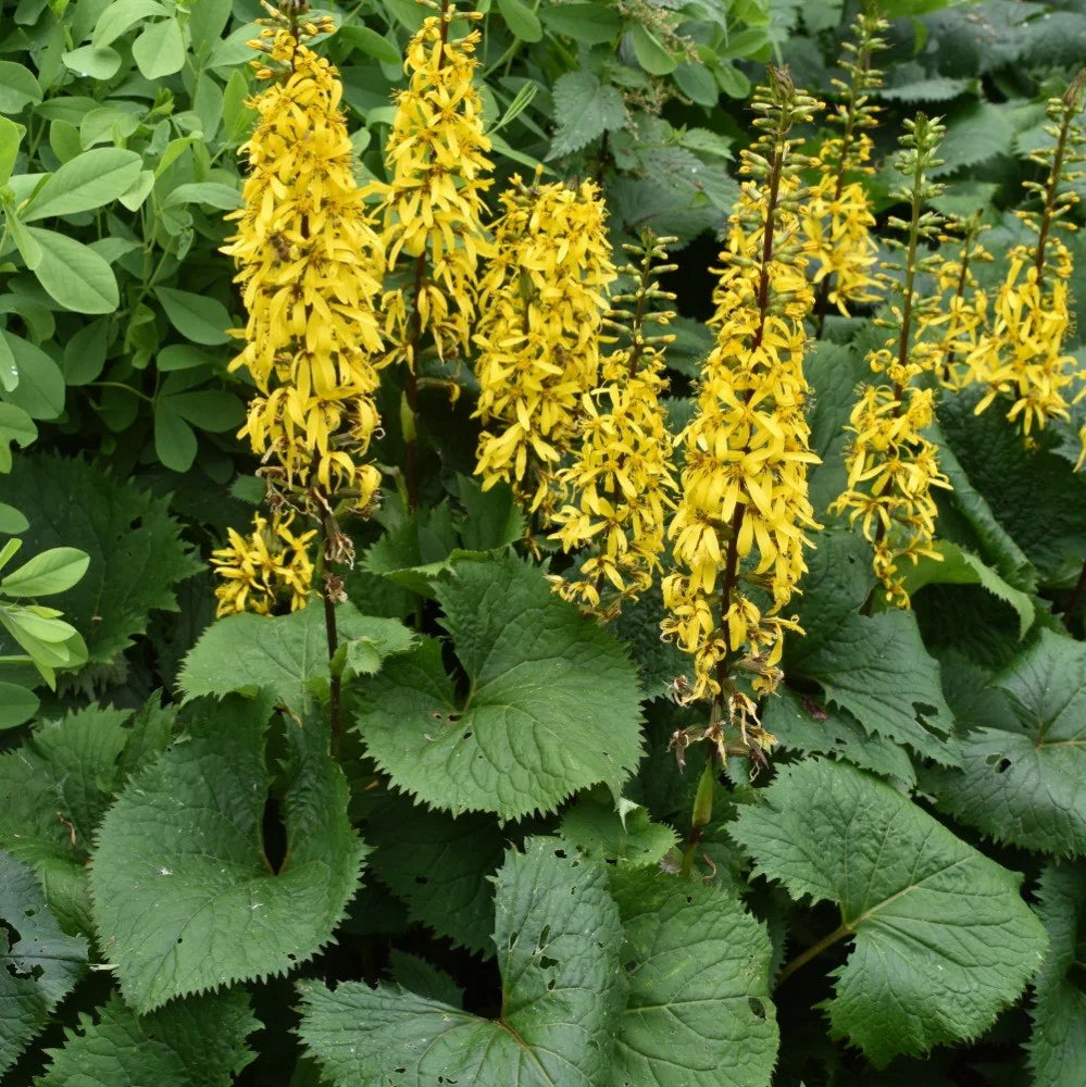 Yellow Ligularia Flower seeds for Planting Bright Blooms, Heirloom & GMO Free Seeds for Home Garden seeds for planting