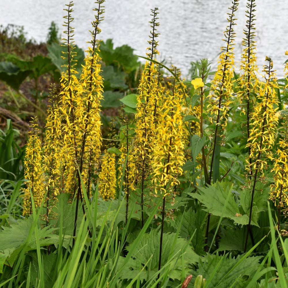 Ligularia Flower seeds for Planting - Wildflower Mix, Heirloom & GMO Free Seeds for Home Garden