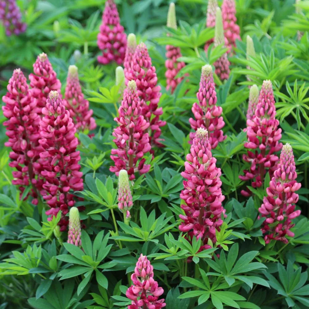 Red Dwarf bonnet Flower seeds for Planting - Perfect for Borders, Heirloom & GMO Free Seeds for Home Garden