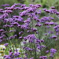 Purple Verbena Bonariensis Flower seeds for Planting Seasonal Bloomer, Heirloom & GMO Free Seeds for Home Garden seeds for planting