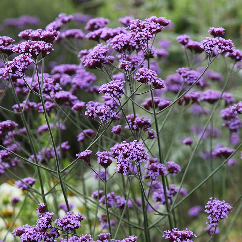 Purple Verbena Bonariensis Flower seeds for Planting Seasonal Bloomer, Heirloom & GMO Free Seeds for Home Garden seeds for planting