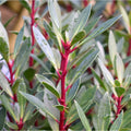 Drimy's Lanceolata Flower seeds for Planting Easy to Grow, Heirloom & GMO Free Seeds for Home Garden seeds for planting