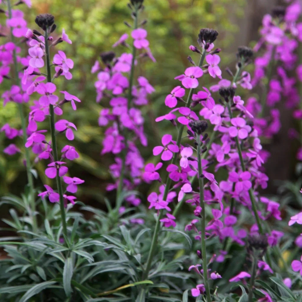 High quality Purple Pink Linifolium Flower seeds for Planting Perfect for Borders, Heirloom & GMO Free Seeds for Home Garden seeds pack