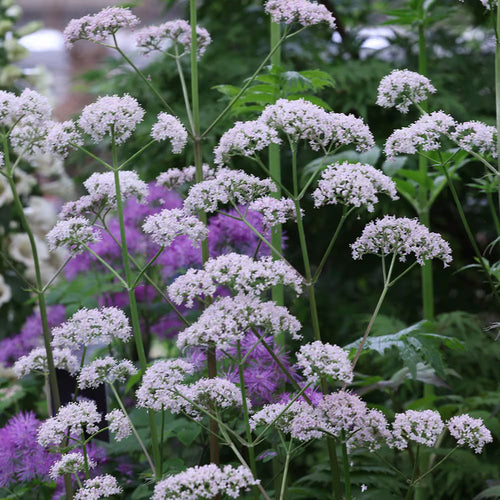 Premium Chaerophyllum Flower seeds for Planting Easy to Grow, Heirloom & GMO Free Seeds for Home Garden seeds