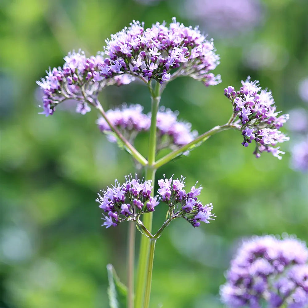 Chaerophyllum Flower seeds for Planting Easy to Grow, Heirloom & GMO Free Seeds for Home Garden vegetable and garden seeds