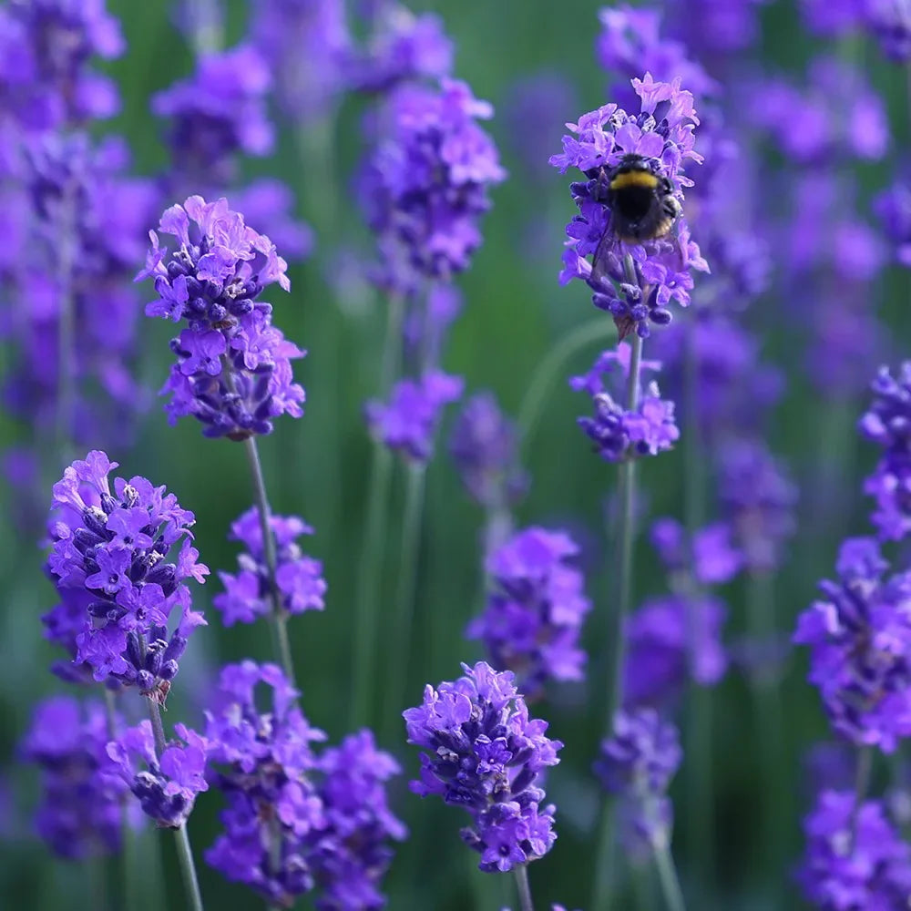 Munstead Lavender (Lavandula angustifolia Munstead) Blue English Fragrant Purple Flower Herb Seeds