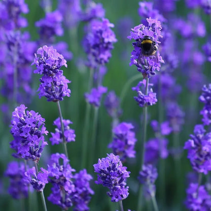 Munstead Lavender (Lavandula angustifolia Munstead) Blue English Fragrant Purple Flower Herb Seeds