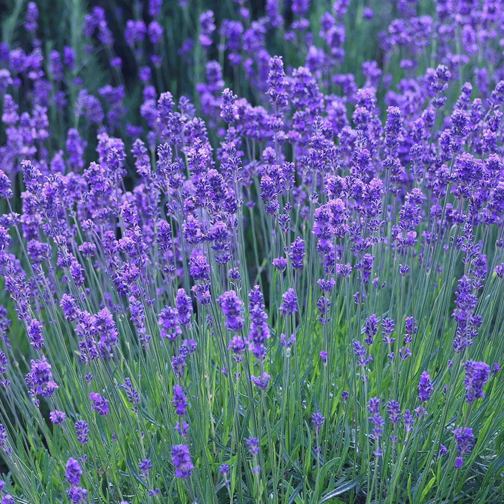 Munstead Lavender (Lavandula angustifolia Munstead) Blue English Fragrant Purple Flower Herb Seeds