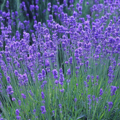 Munstead Lavender (Lavandula angustifolia Munstead) Blue English Fragrant Purple Flower Herb Seeds