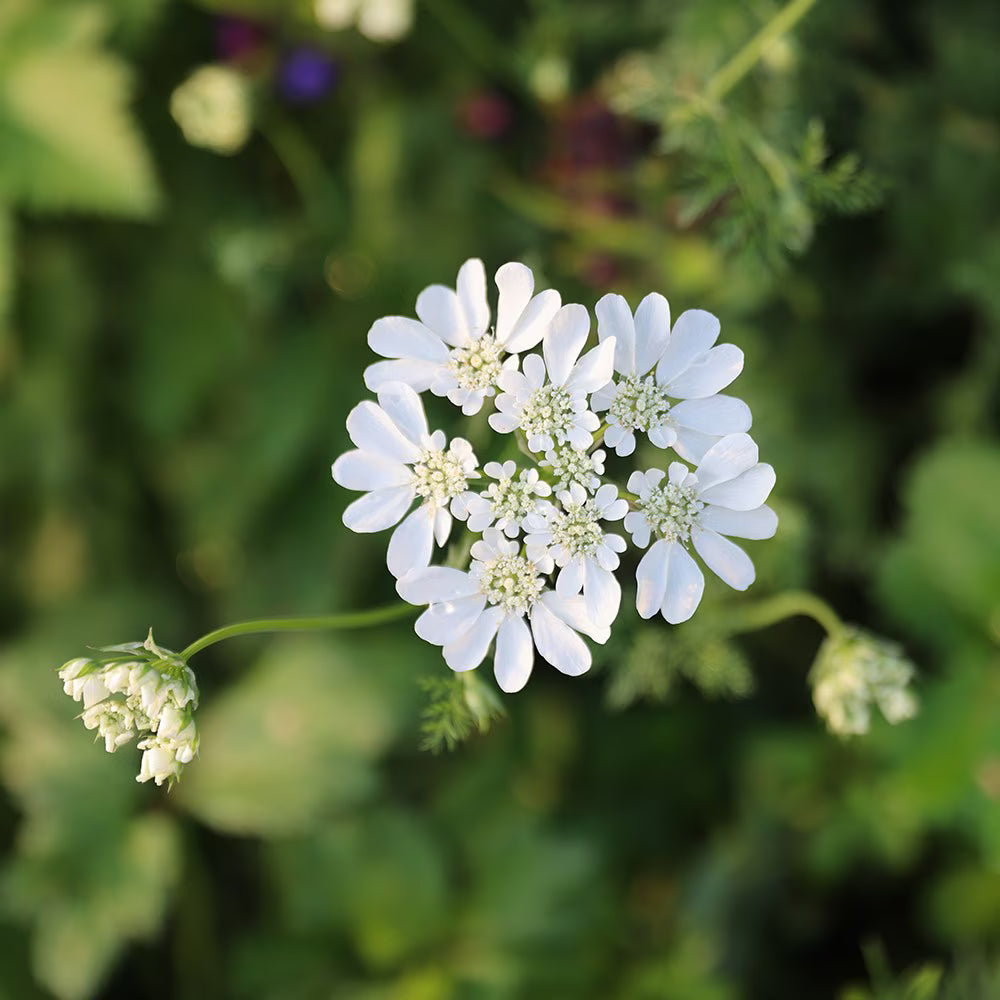 Orlaya Flower seeds for Planting Seasonal Bloomer, Heirloom & GMO Free Seeds for Home Garden vegetable and garden seeds