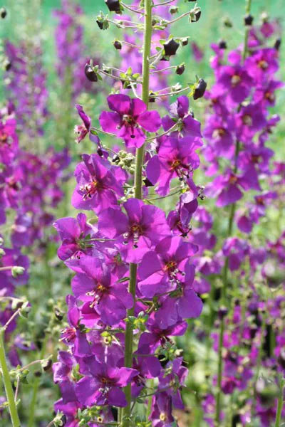 Purple Mullein Flower seeds for Planting Pollinator Friendly, Heirloom & GMO Free Seeds for Home Garden vegetable and garden seeds