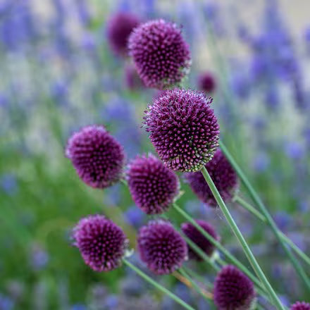 Sphaerocephalon Flower seeds for Planting Sun Loving, Heirloom & GMO Free Seeds for Home Garden vegetable and garden seeds