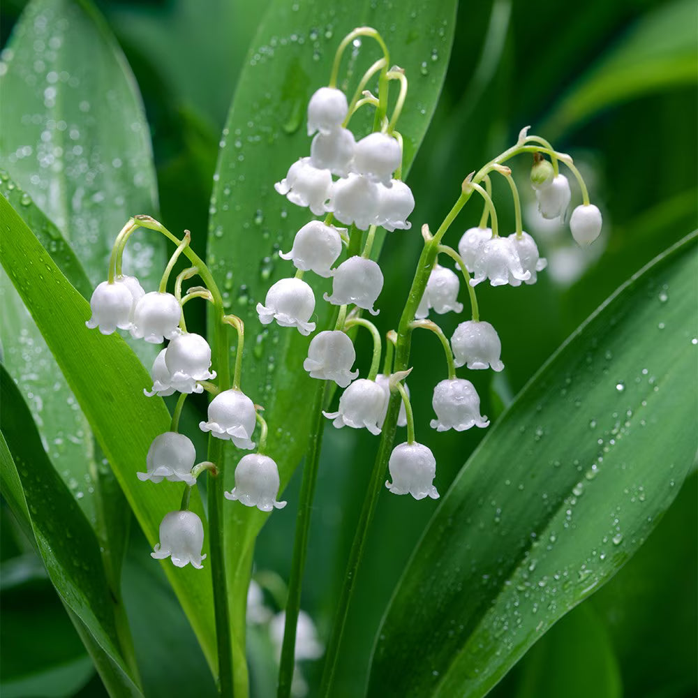 Convallaria Majalis Flower seeds for Planting Wildflower Mix Heirloom & GMO Free Seeds for Home Garden