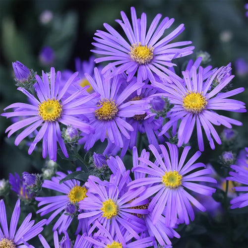 Blue Brachycome Flower seeds for Planting Shade Tolerant, Heirloom & GMO Free Seeds for Home Garden seeds for planting