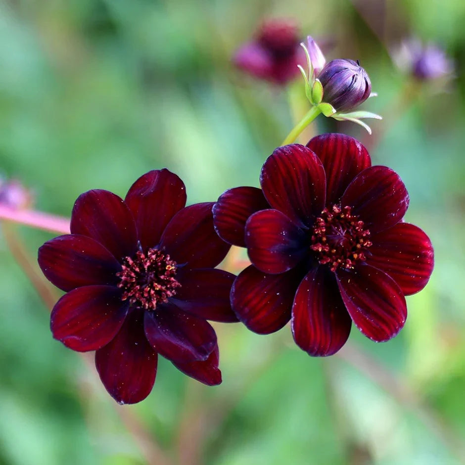 High quality Chocolate Clematis Flower seeds for Planting Compact Growth, Heirloom & GMO Free Seeds for Home Garden seeds pack