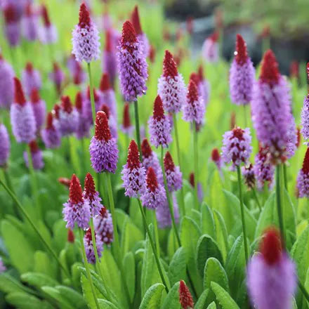 Premium Red Purple Primula Vialii Flower seeds for Planting Vibrant Colors, Heirloom & GMO Free Seeds for Home Garden seeds