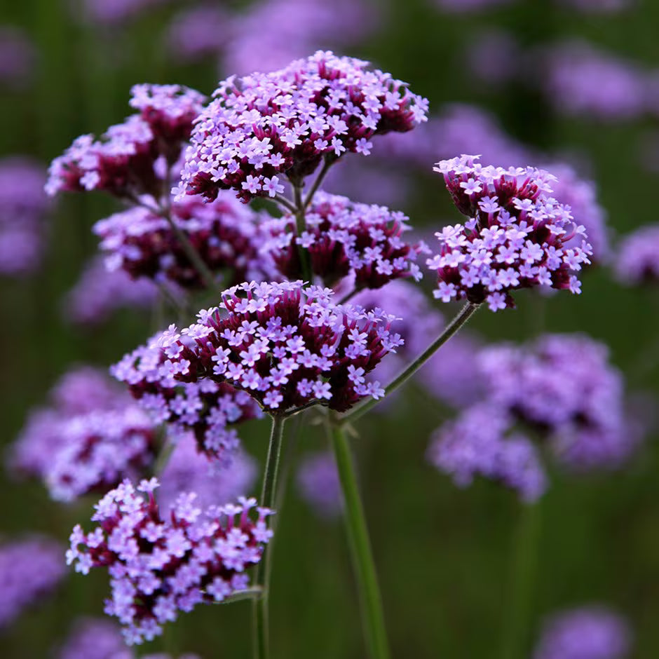 Verbena Bonariensis Flower seeds for Planting Cut Flower Favorite Heirloom & GMO Free Seeds for Home Garden