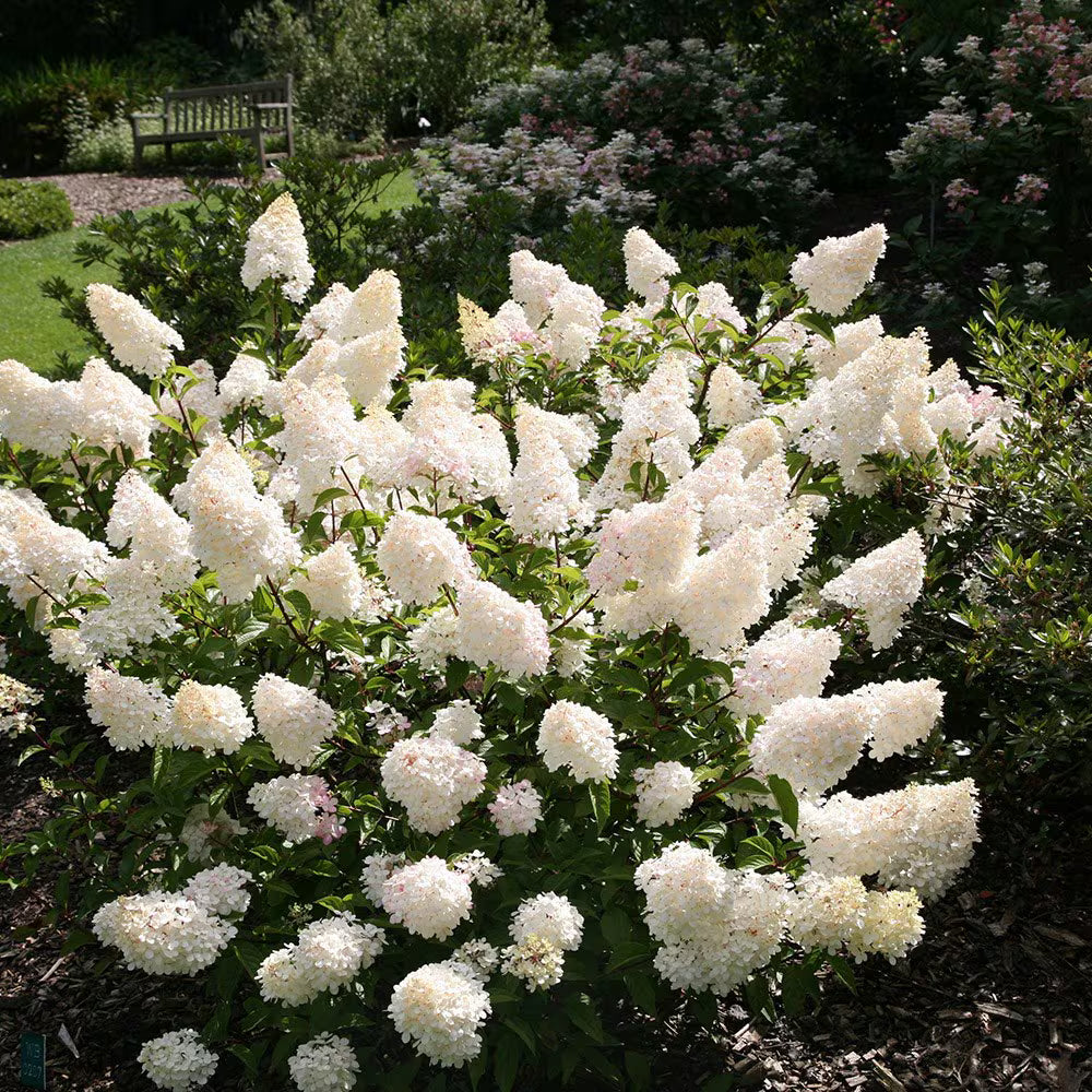 White Vanilla Fraise Flower seeds for Planting Cottage Garden Essential, Heirloom & GMO Free Seeds for Home Garden seeds for planting