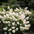 White Vanilla Fraise Flower seeds for Planting Cottage Garden Essential, Heirloom & GMO Free Seeds for Home Garden seeds for planting